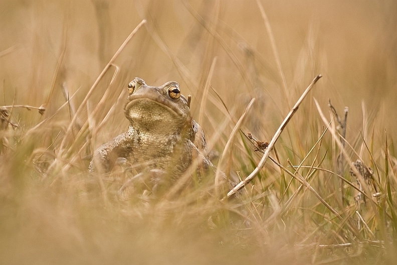 Froschkönig.jpg