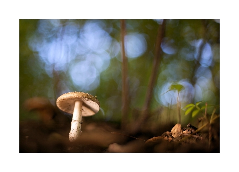 Märchen Pilz.jpg