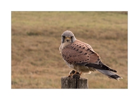 Turmfalke