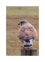 Turmfalke 