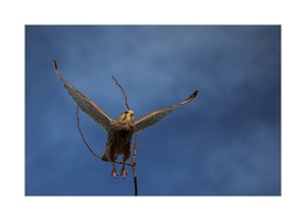 Turmfalke