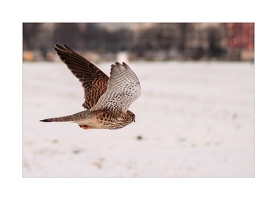 Turmfalke
