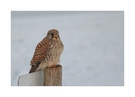 Turmfalke