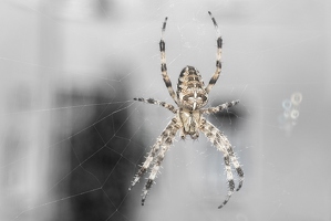Kreuzspinne